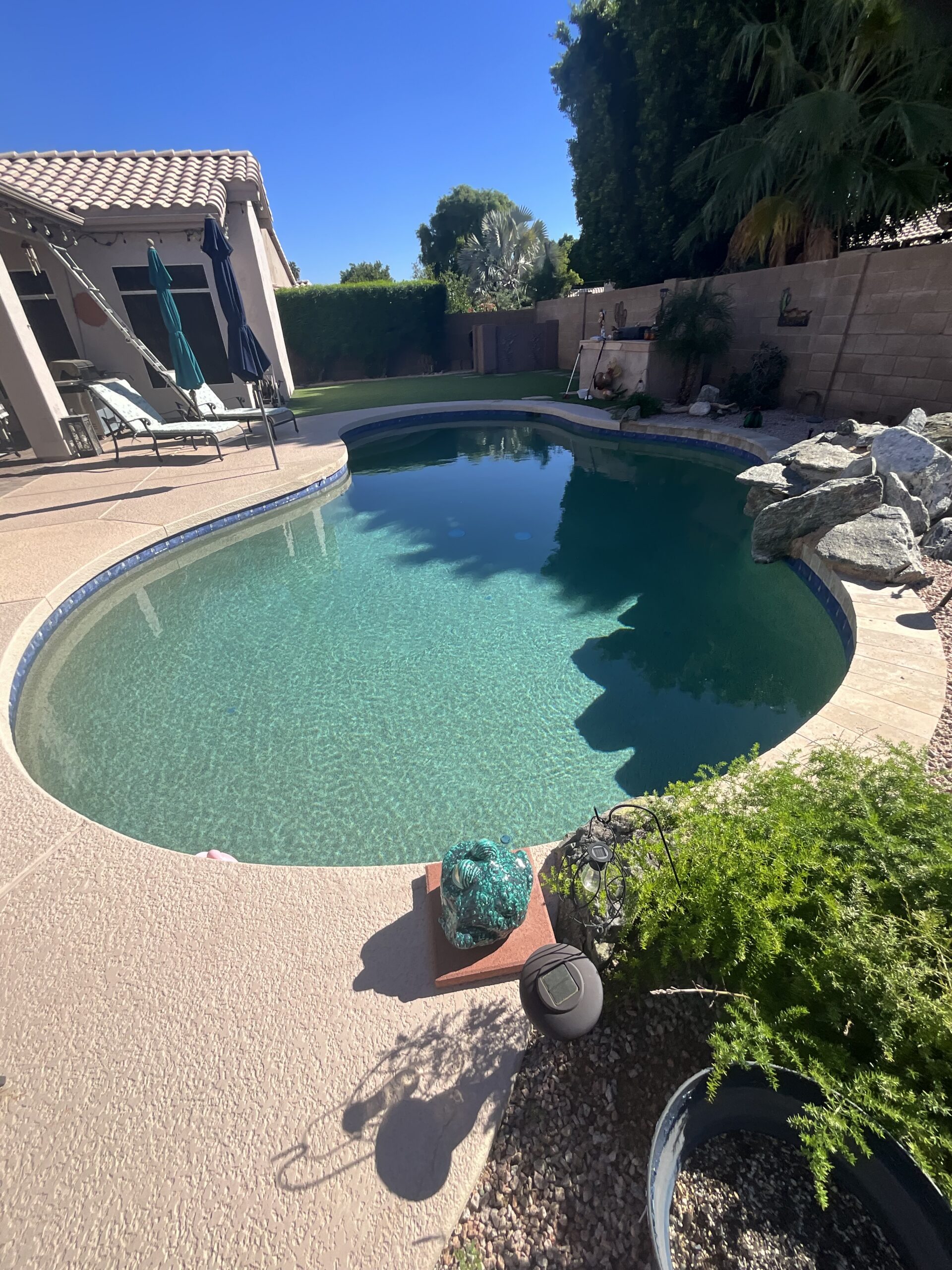 Freeform swimming pool in a backyard with a concrete patio, lounge chairs, and desert landscaping under a clear blue sky.